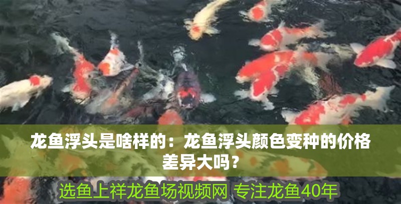 龍魚浮頭是啥樣的：龍魚浮頭顏色變種的價格差異大嗎？