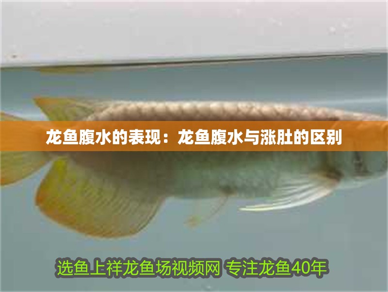 龍魚腹水的表現(xiàn)：龍魚腹水與漲肚的區(qū)別
