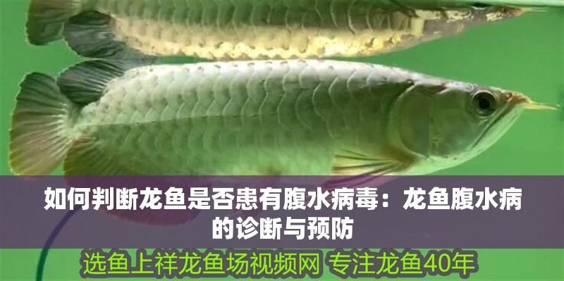 如何判斷龍魚是否患有腹水病毒：龍魚腹水病的診斷與預防