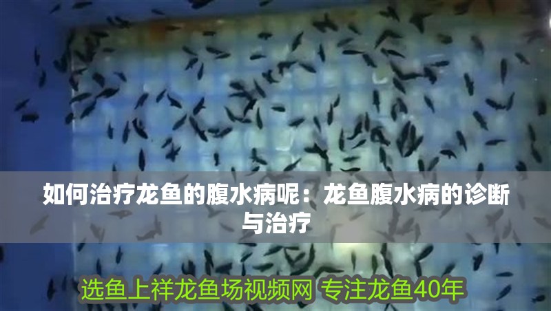 如何治療龍魚的腹水病呢：龍魚腹水病的診斷與治療