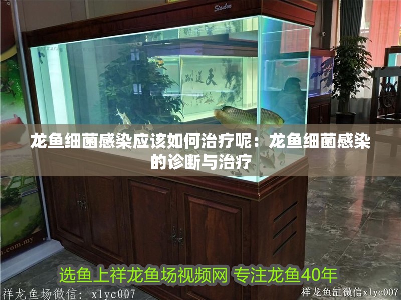 龍魚細菌感染應該如何治療呢：龍魚細菌感染的診斷與治療