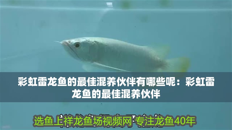 彩虹雷龍魚的最佳混養伙伴有哪些呢：彩虹雷龍魚的最佳混養伙伴