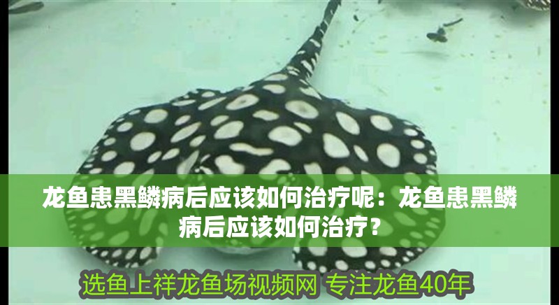 龍魚患黑鱗病后應該如何治療呢：龍魚患黑鱗病后應該如何治療？