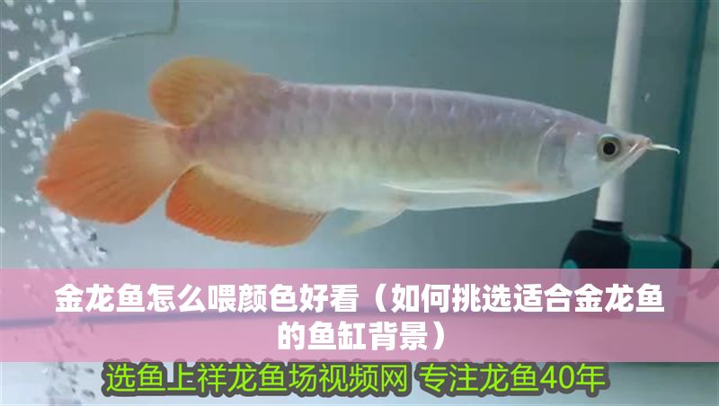 金龍魚怎么喂顏色好看（如何挑選適合金龍魚的魚缸背景）