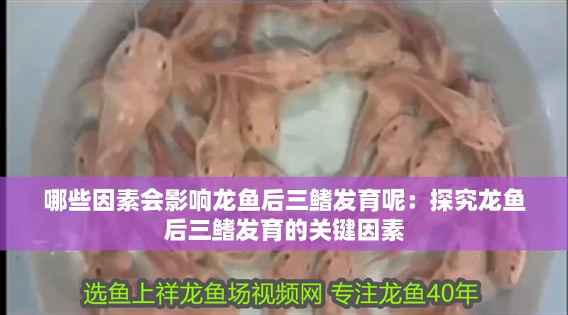 哪些因素會(huì)影響龍魚后三鰭發(fā)育呢：探究龍魚后三鰭發(fā)育的關(guān)鍵因素