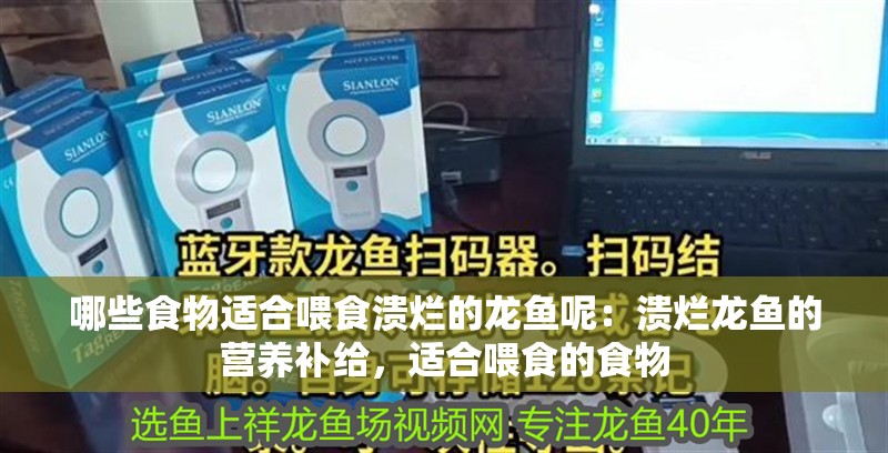 哪些食物適合喂食潰爛的龍魚呢：潰爛龍魚的營養補給，適合喂食的食物
