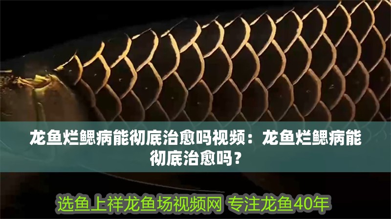 龍魚(yú)爛鰓病能徹底治愈嗎視頻：龍魚(yú)爛鰓病能徹底治愈嗎？