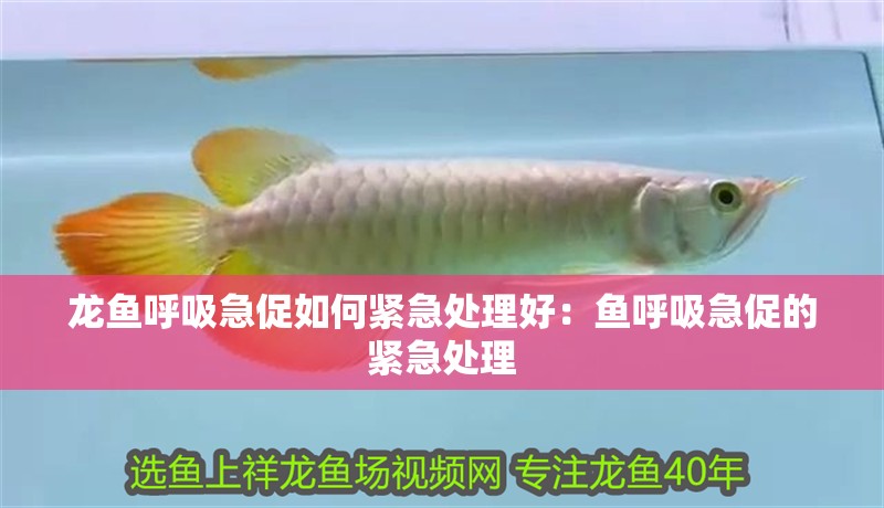 龍魚呼吸急促如何緊急處理好：魚呼吸急促的緊急處理