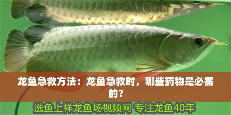 龍魚急救方法：龍魚急救時(shí)，哪些藥物是必需的？