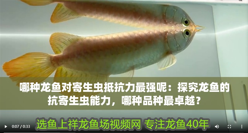 哪種龍魚對寄生蟲抵抗力最強呢：探究龍魚的抗寄生蟲能力，哪種品種最卓越？