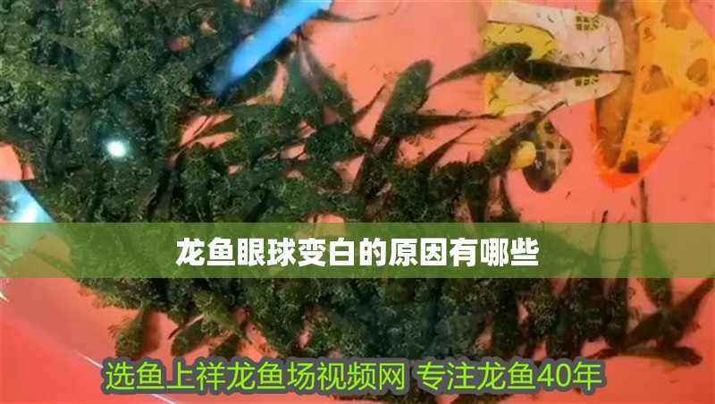 龍魚眼球變白的原因有哪些