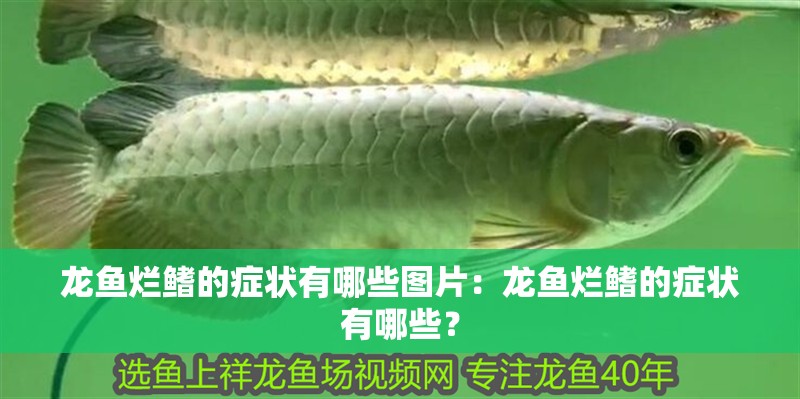 龍魚爛鰭的癥狀有哪些圖片：龍魚爛鰭的癥狀有哪些？