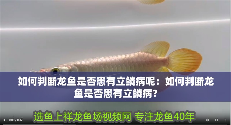 如何判斷龍魚是否患有立鱗病呢：如何判斷龍魚是否患有立鱗病？