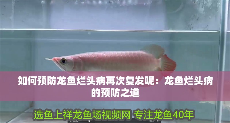 如何預防龍魚爛頭病再次復發呢：龍魚爛頭病的預防之道