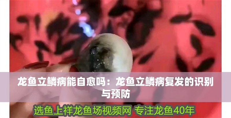 龍魚立鱗病能自愈嗎：龍魚立鱗病復發的識別與預防