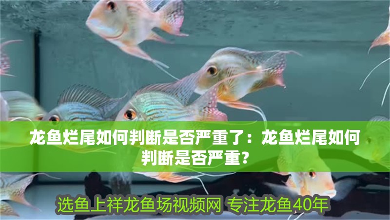 龍魚爛尾如何判斷是否嚴重了：龍魚爛尾如何判斷是否嚴重？