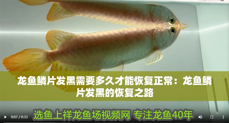 龍魚鱗片發黑需要多久才能恢復正常：龍魚鱗片發黑的恢復之路