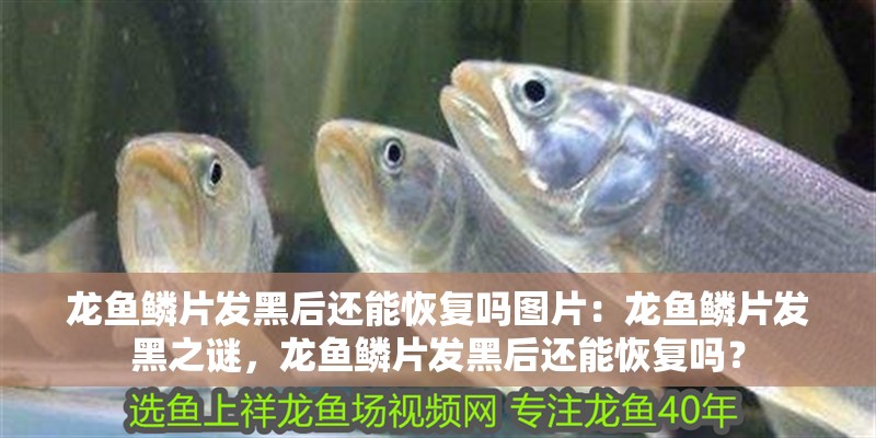 龍魚鱗片發黑后還能恢復嗎圖片：龍魚鱗片發黑之謎，龍魚鱗片發黑后還能恢復嗎？