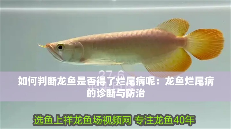 如何判斷龍魚是否得了爛尾病呢：龍魚爛尾病的診斷與防治