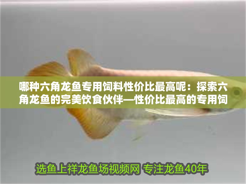 哪種六角龍魚專用飼料性價比最高呢：探索六角龍魚的完美飲食伙伴—性價比最高的專用飼料