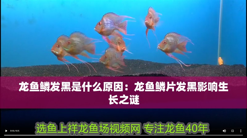 龍魚鱗發黑是什么原因：龍魚鱗片發黑影響生長之謎