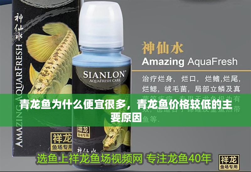 青龍魚為什么便宜很多，青龍魚價格較低的主要原因