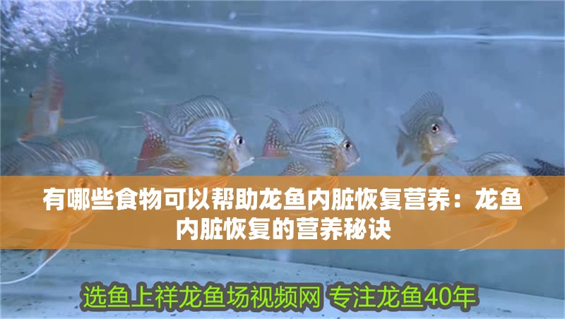 有哪些食物可以幫助龍魚內臟恢復營養：龍魚內臟恢復的營養秘訣