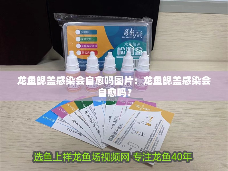 龍魚鰓蓋感染會自愈嗎圖片：龍魚鰓蓋感染會自愈嗎？