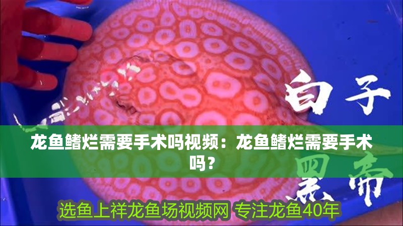 龍魚鰭爛需要手術嗎視頻：龍魚鰭爛需要手術嗎？