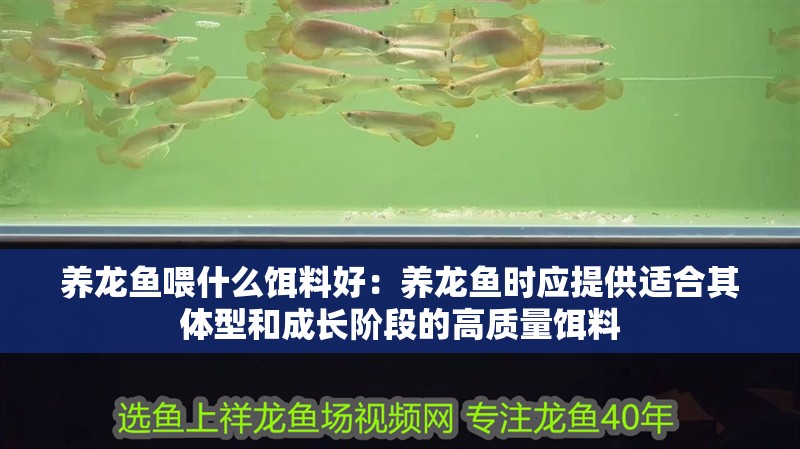 養(yǎng)龍魚喂什么餌料好：養(yǎng)龍魚時應提供適合其體型和成長階段的高質(zhì)量餌料