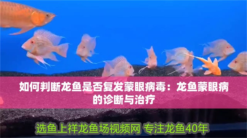 如何判斷龍魚是否復發蒙眼病毒：龍魚蒙眼病的診斷與治療