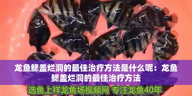 詳細閱讀:龍魚鰓蓋爛洞的最佳治療方法是什么呢:龍魚鰓蓋爛洞的最佳治療方法 龍魚鰓蓋爛洞的最佳治療方法是什么呢:龍魚鰓蓋爛洞的最佳治療方法