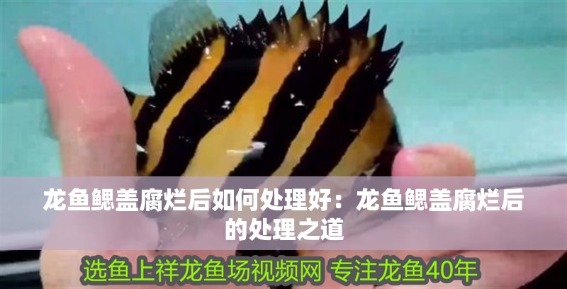 龍魚鰓蓋腐爛后如何處理好：龍魚鰓蓋腐爛后的處理之道