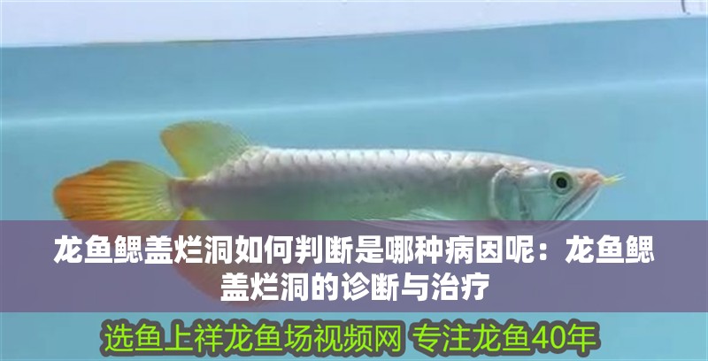 龍魚鰓蓋爛洞如何判斷是哪種病因呢：龍魚鰓蓋爛洞的診斷與治療