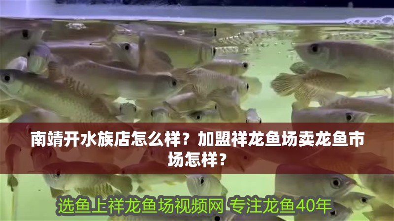 南靖開(kāi)水族店怎么樣？加盟祥龍魚(yú)場(chǎng)賣(mài)龍魚(yú)市場(chǎng)怎樣？