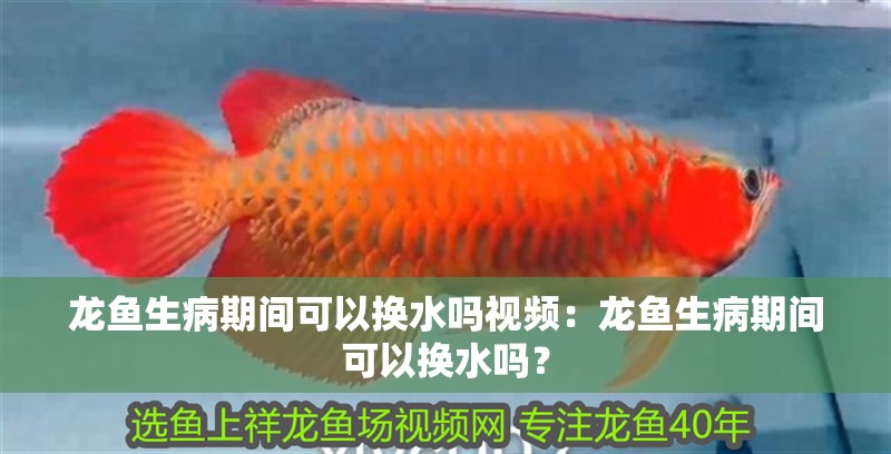 龍魚生病期間可以換水嗎視頻：龍魚生病期間可以換水嗎？
