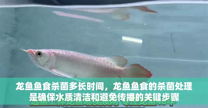 龍魚魚食殺菌多長時間，龍魚魚食的殺菌處理是確保水質清潔和避免傳播的關鍵步驟