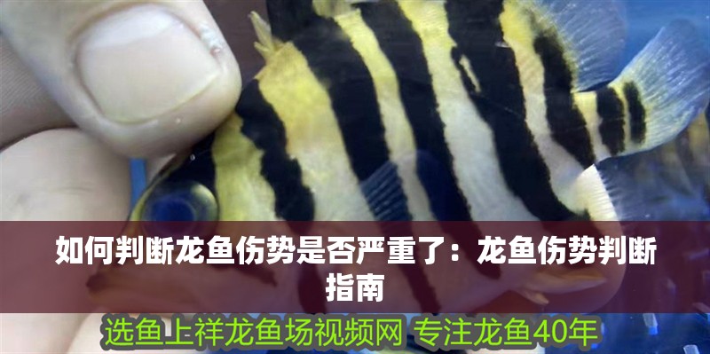 如何判斷龍魚傷勢(shì)是否嚴(yán)重了：龍魚傷勢(shì)判斷指南