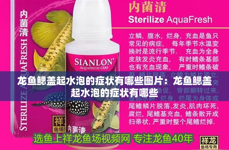 龍魚(yú)鰓蓋起水泡的癥狀有哪些圖片：龍魚(yú)鰓蓋起水泡的癥狀有哪些