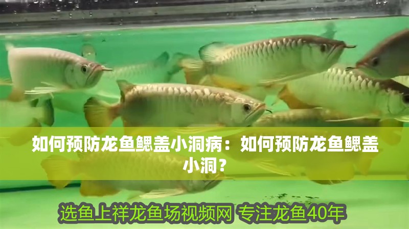 如何預防龍魚鰓蓋小洞病：如何預防龍魚鰓蓋小洞？