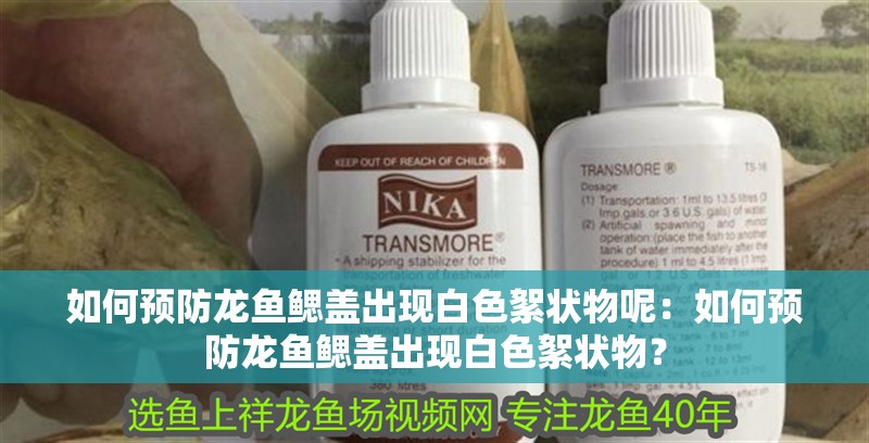 如何預防龍魚鰓蓋出現白色絮狀物呢：如何預防龍魚鰓蓋出現白色絮狀物？