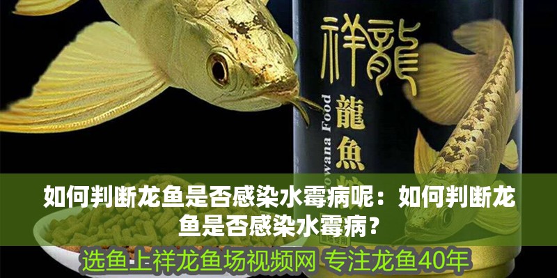 如何判斷龍魚是否感染水霉病呢：如何判斷龍魚是否感染水霉病？