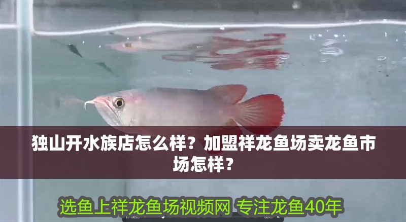 獨山開水族店怎么樣？加盟祥龍魚場賣龍魚市場怎樣？