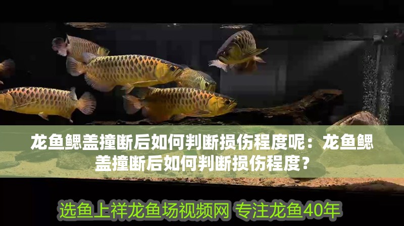 龍魚鰓蓋撞斷后如何判斷損傷程度呢：龍魚鰓蓋撞斷后如何判斷損傷程度？