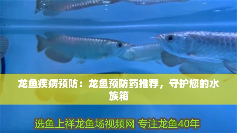 龍魚疾病預(yù)防：龍魚預(yù)防藥推薦，守護(hù)您的水族箱