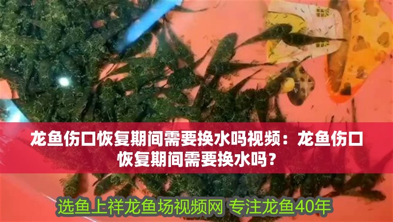 龍魚傷口恢復期間需要換水嗎視頻：龍魚傷口恢復期間需要換水嗎？