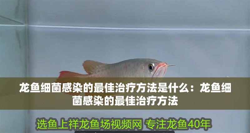 龍魚細菌感染的最佳治療方法是什么：龍魚細菌感染的最佳治療方法