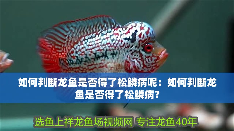 如何判斷龍魚是否得了松鱗病呢：如何判斷龍魚是否得了松鱗病？ 如何判斷龍魚是否得了松鱗病呢：如何判斷龍魚是否得了松鱗病？ 水族問答