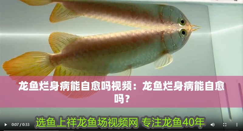 龍魚爛身病能自愈嗎視頻：龍魚爛身病能自愈嗎？