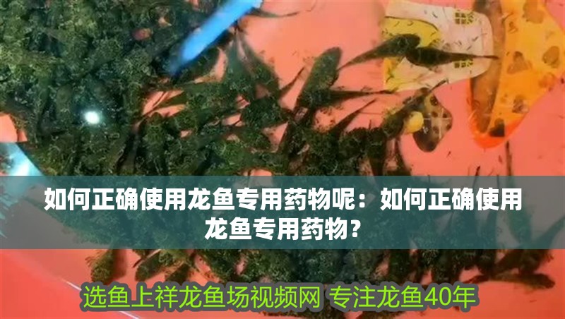 如何正確使用龍魚專用藥物呢：如何正確使用龍魚專用藥物？